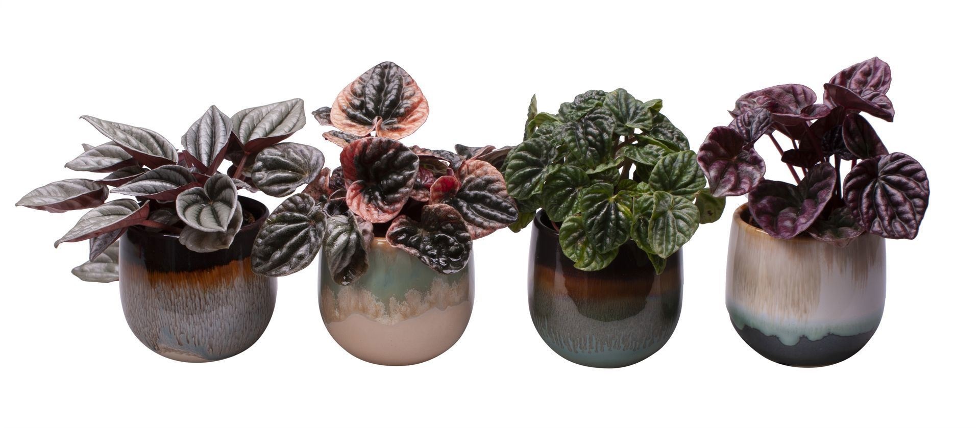 Peperomia L 65409 with Peperomia Caperata Mix