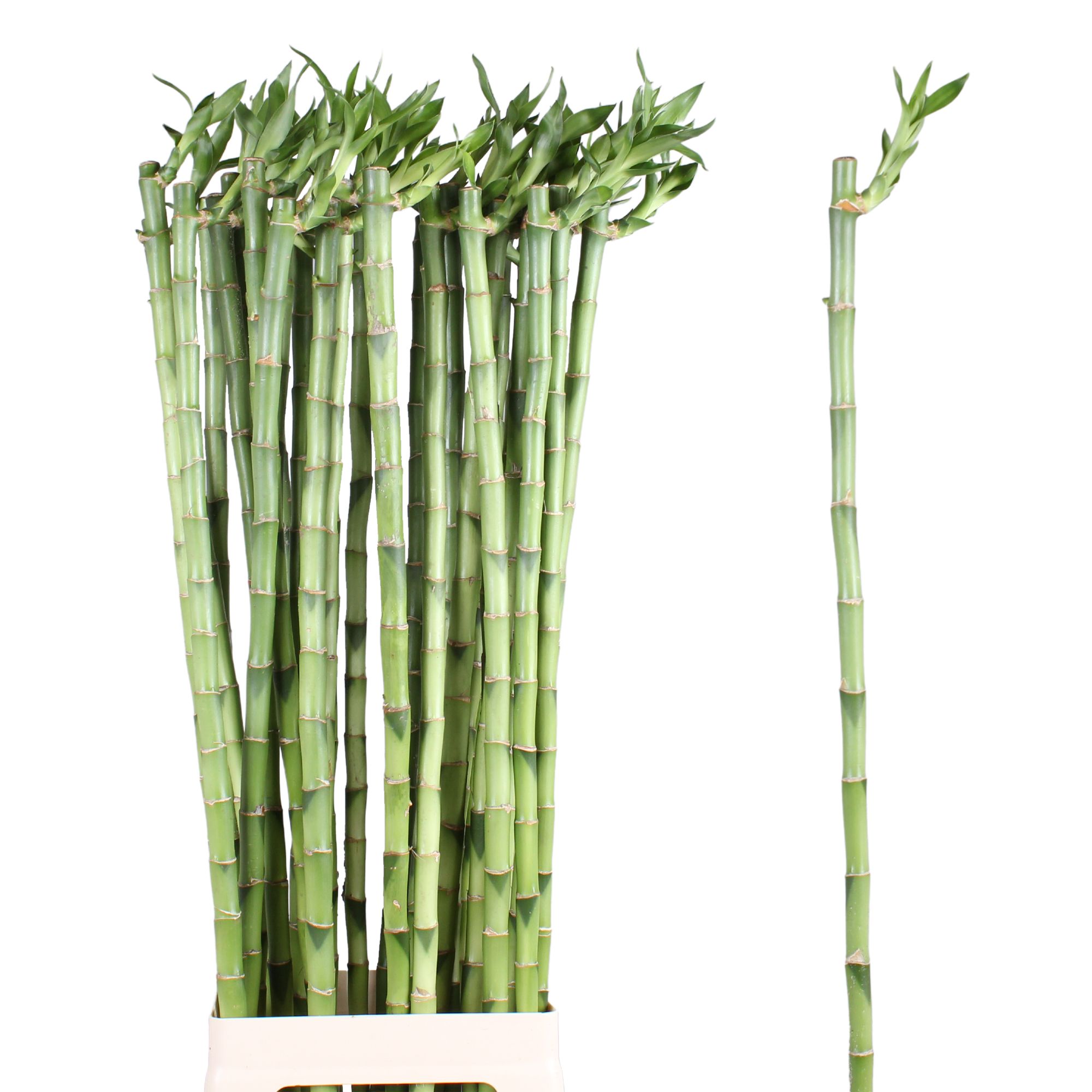 Drac S Lucky Bamboo