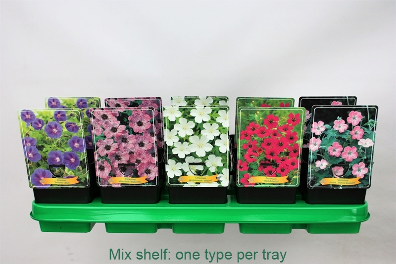 Picture of Geranium Mix 6x10 srt. per shelve P11