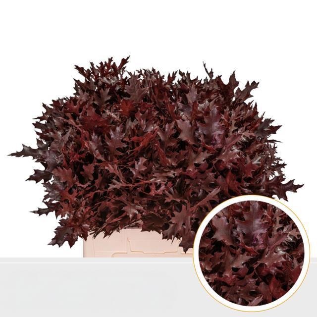 Oak Leaves Preparated/ptd (QUERCUS) 60cm