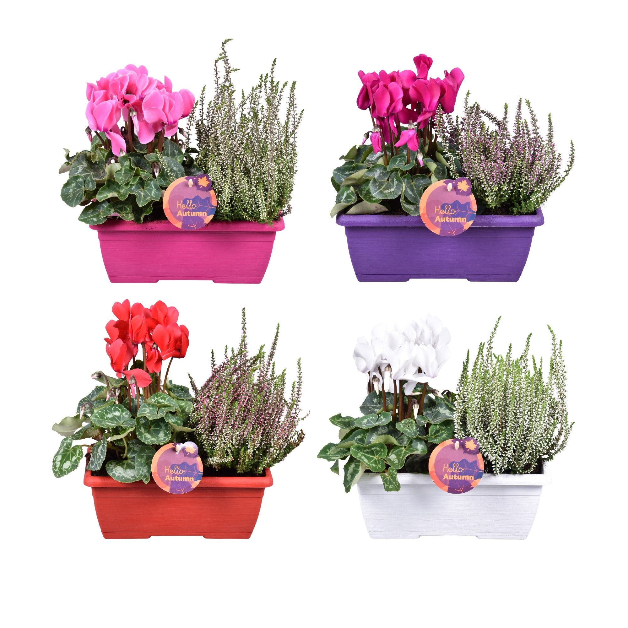 Perkpl Gem In Pot 25Ø 27cm