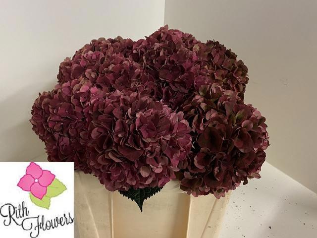 Hydrangea Ruby Pink Classic 50cm 17Ø
