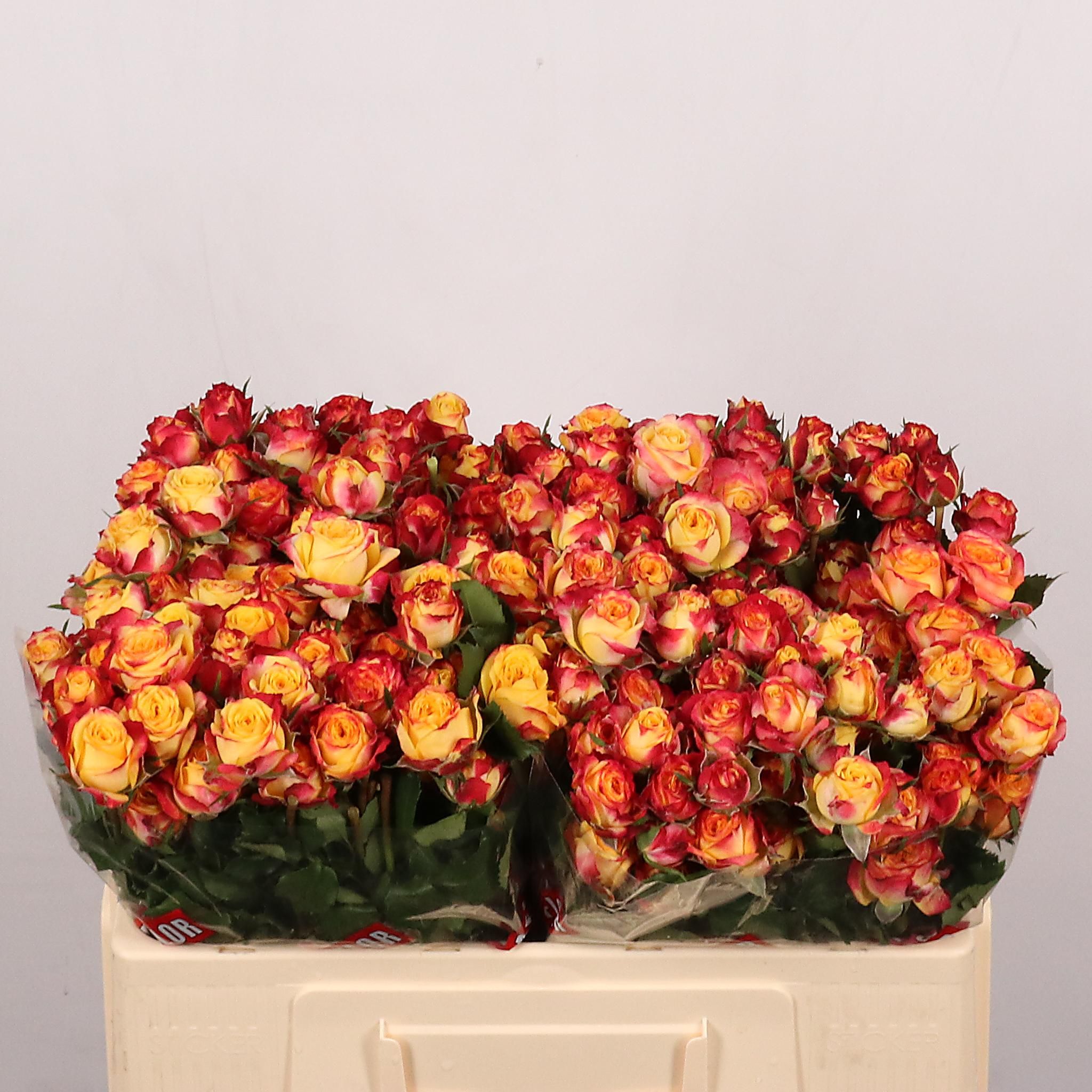 Rosa Spr Land Of Fire 50cm