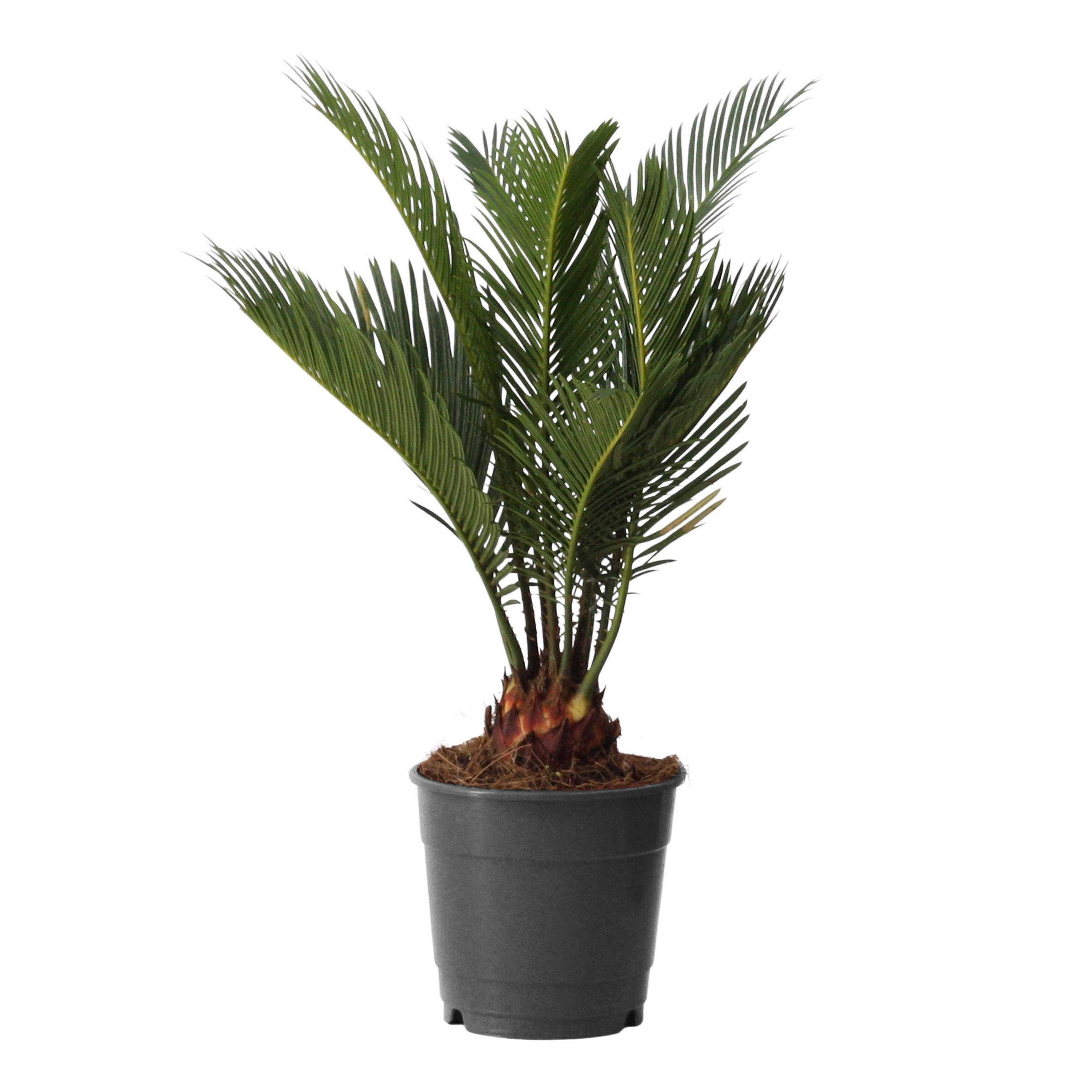 Picture of Cycas revoluta P12 30CM