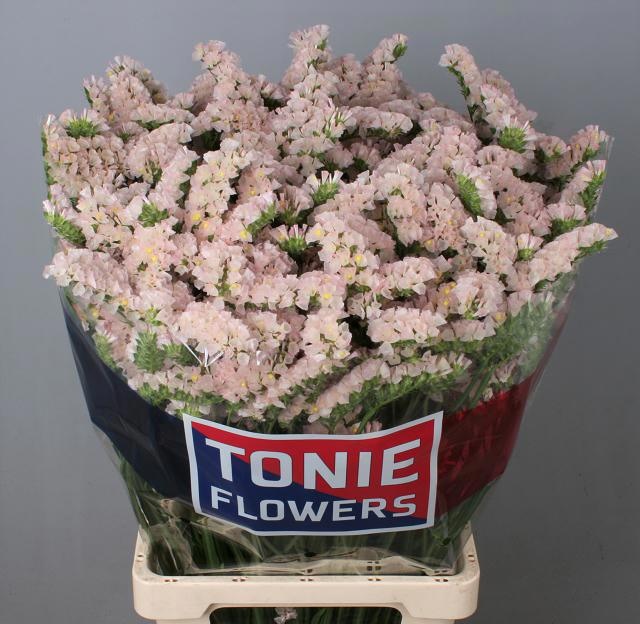 Limonium St Apricot Sunbirds 80cm 45gram