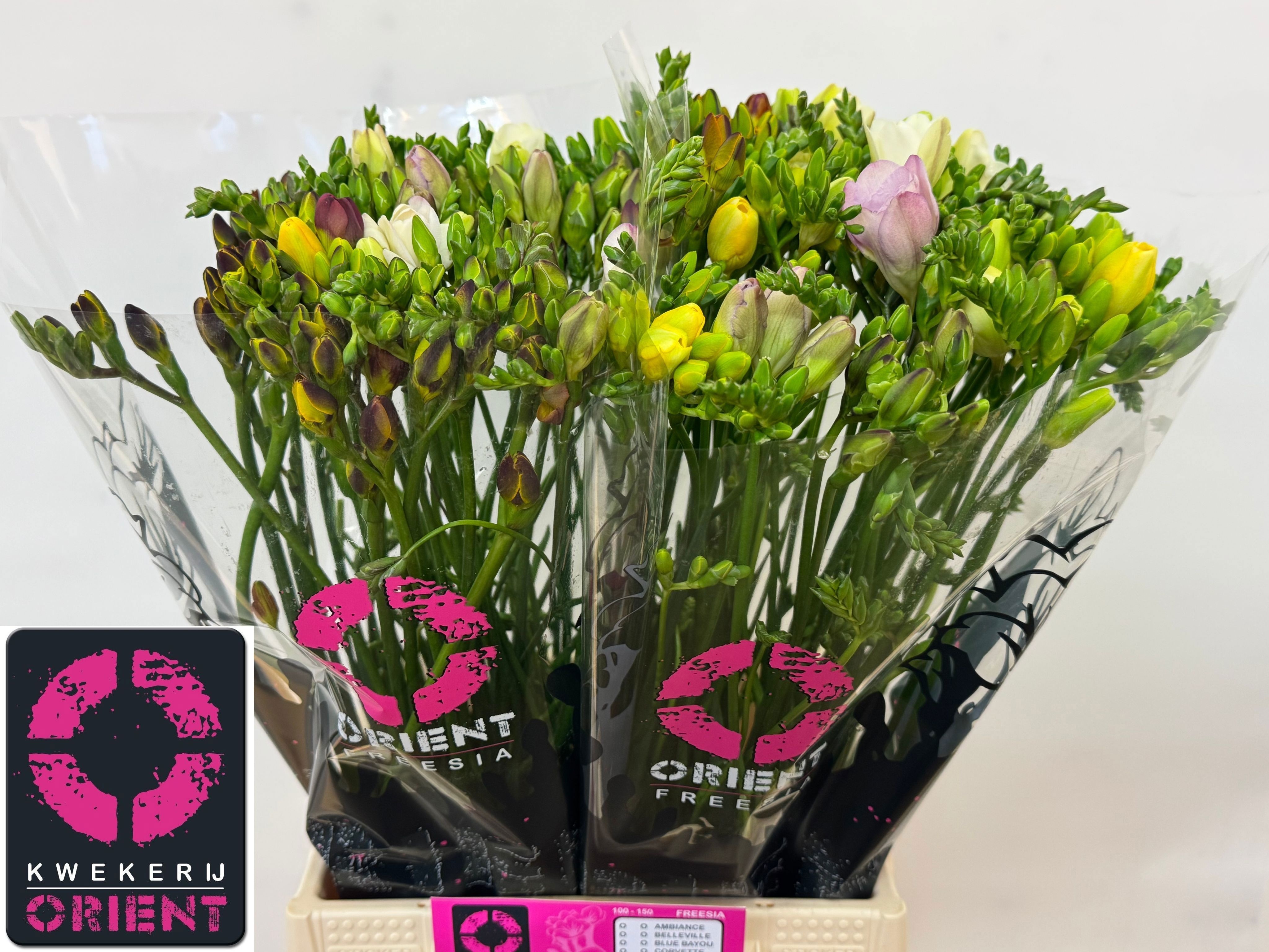 Freesia Double Rainbow 40cm 15gram