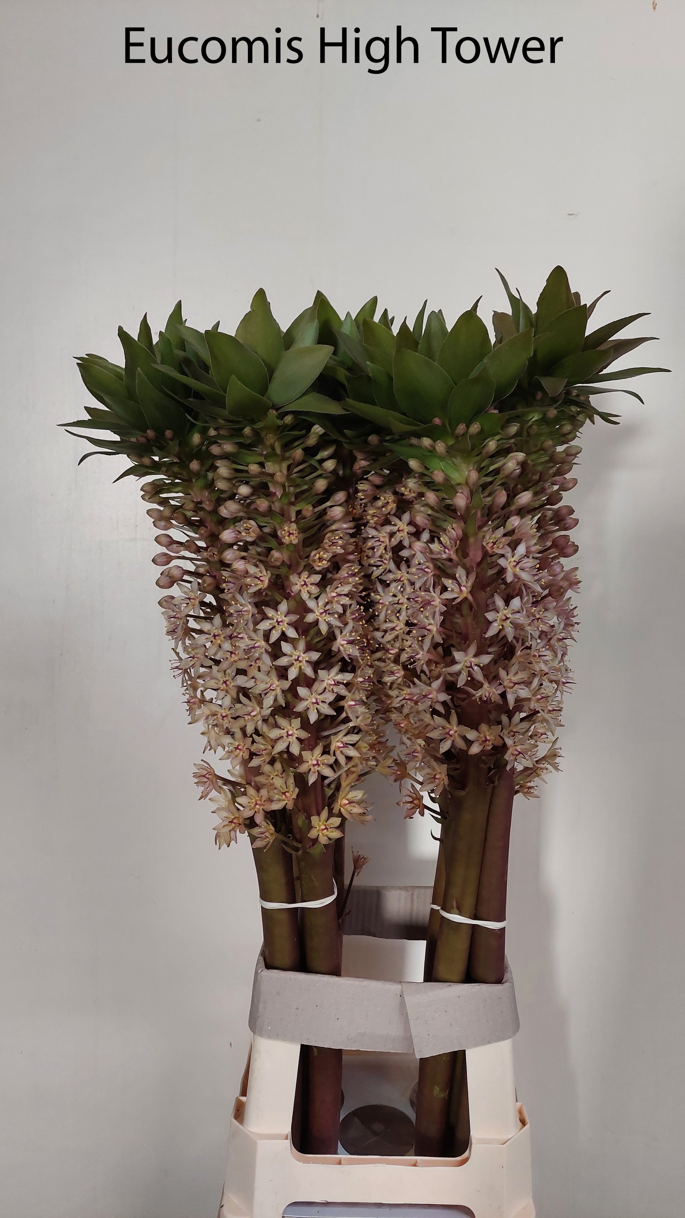 Eucomis Ov