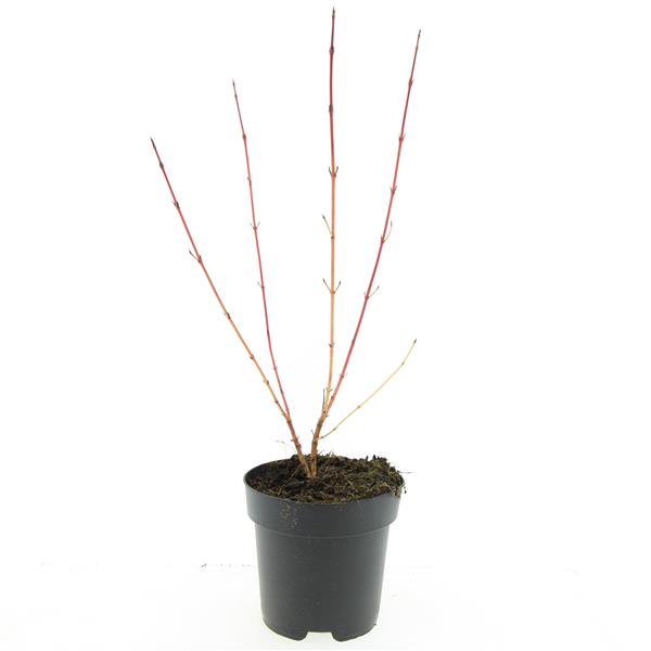 Picture of Cornus sang. Midwinter Fire P17 (2 Ltr)