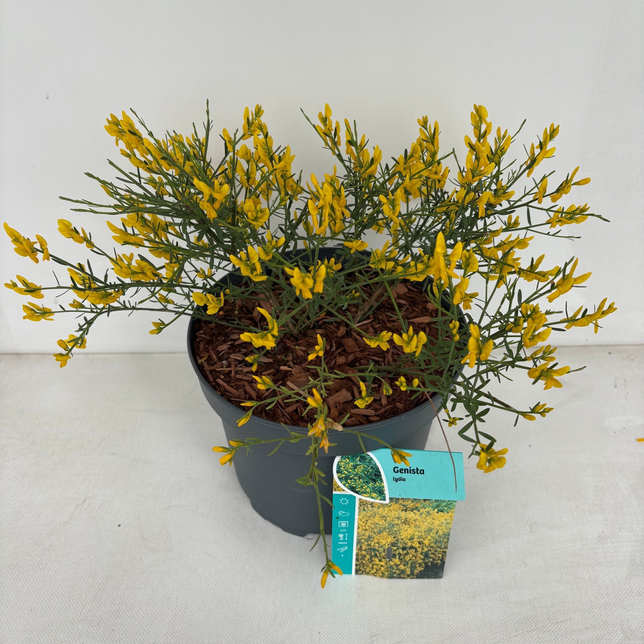 Genista lydia
