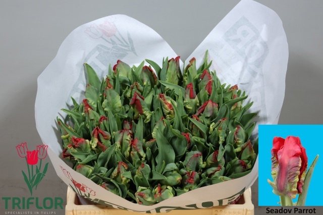 Tulipa Parrot Seadov 33cm 28gram