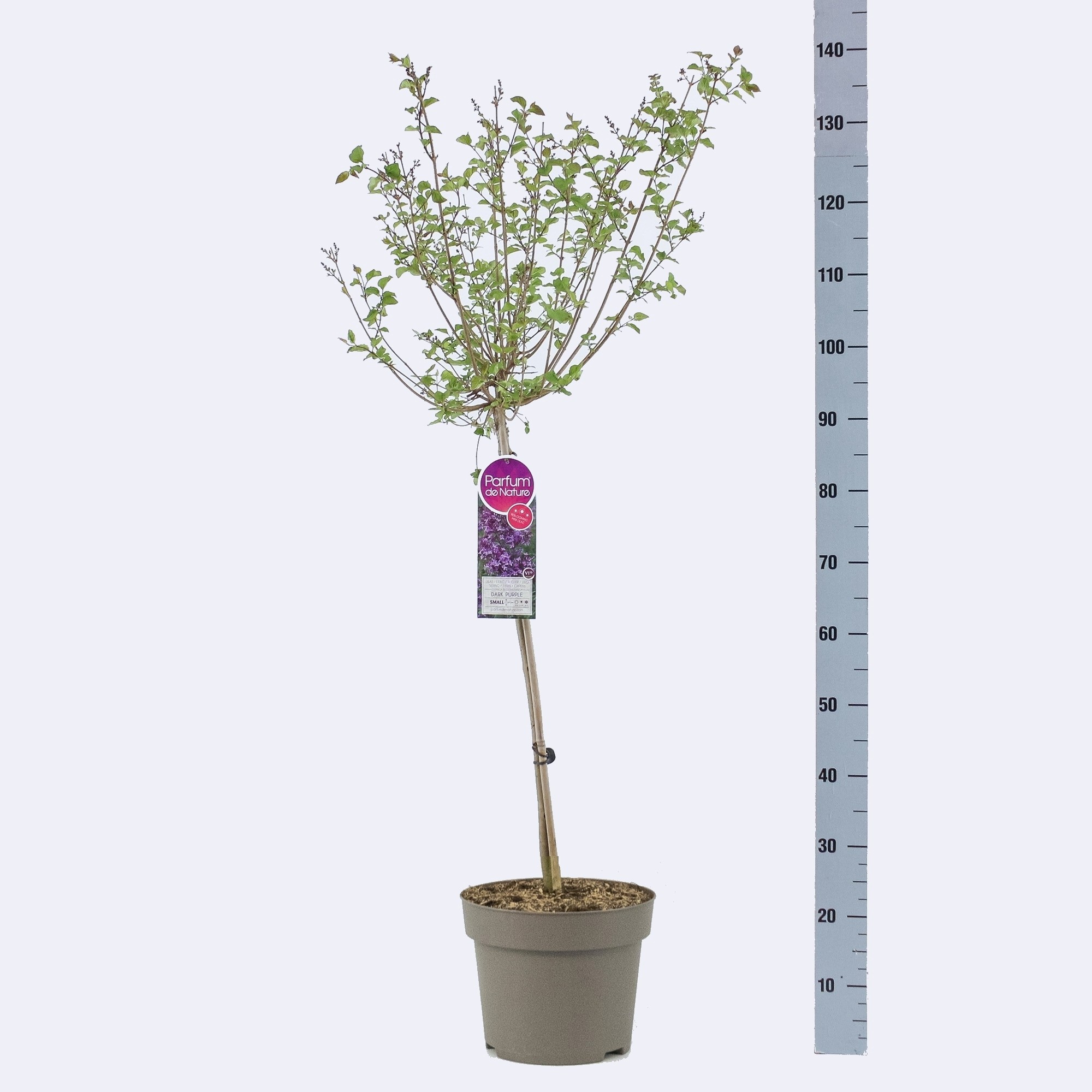 Syringa Bloomerang® Dark Purple ('SMSJBP7')