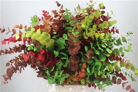 Snijbloemen Klb H%