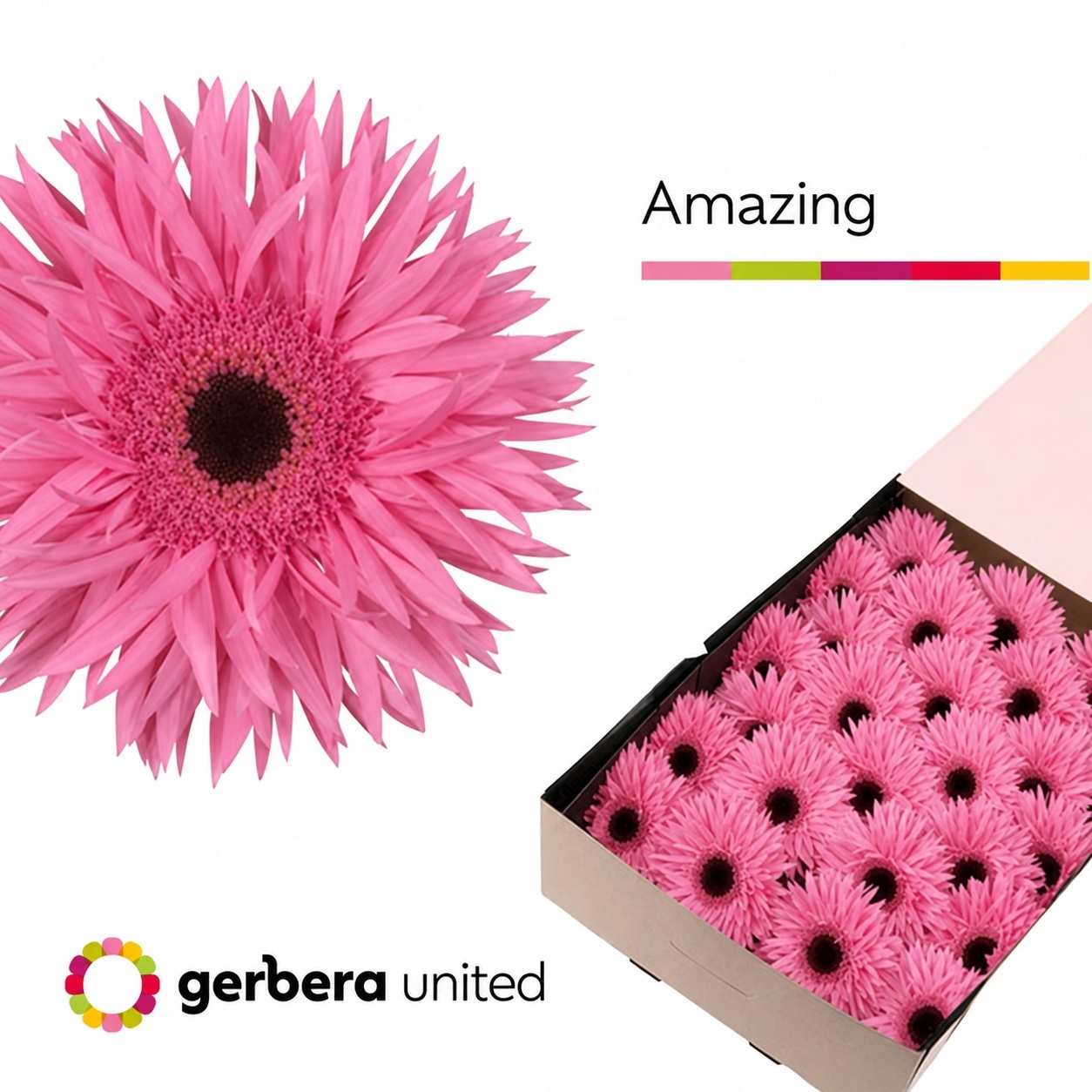 Gerbera Spider Amazing 45cm 10cm Hd