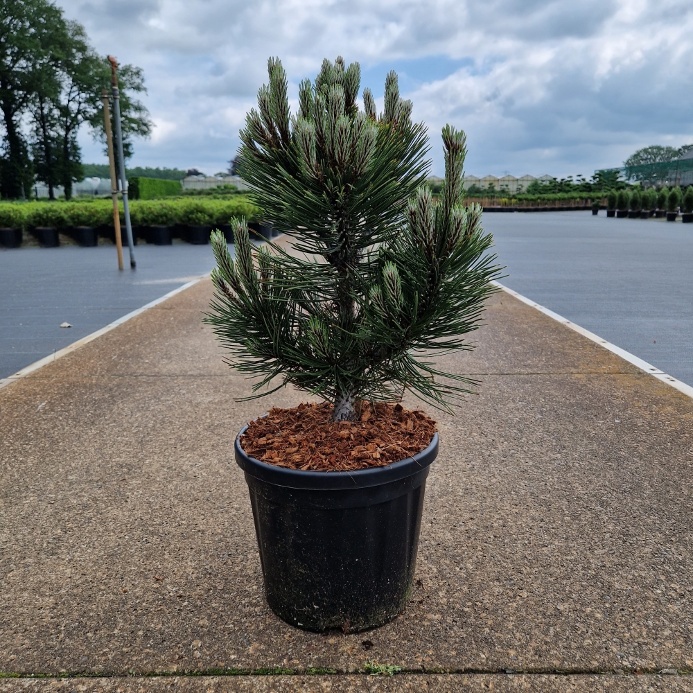 Picture of Pinus leucodermis Compact Gem C8 40/+