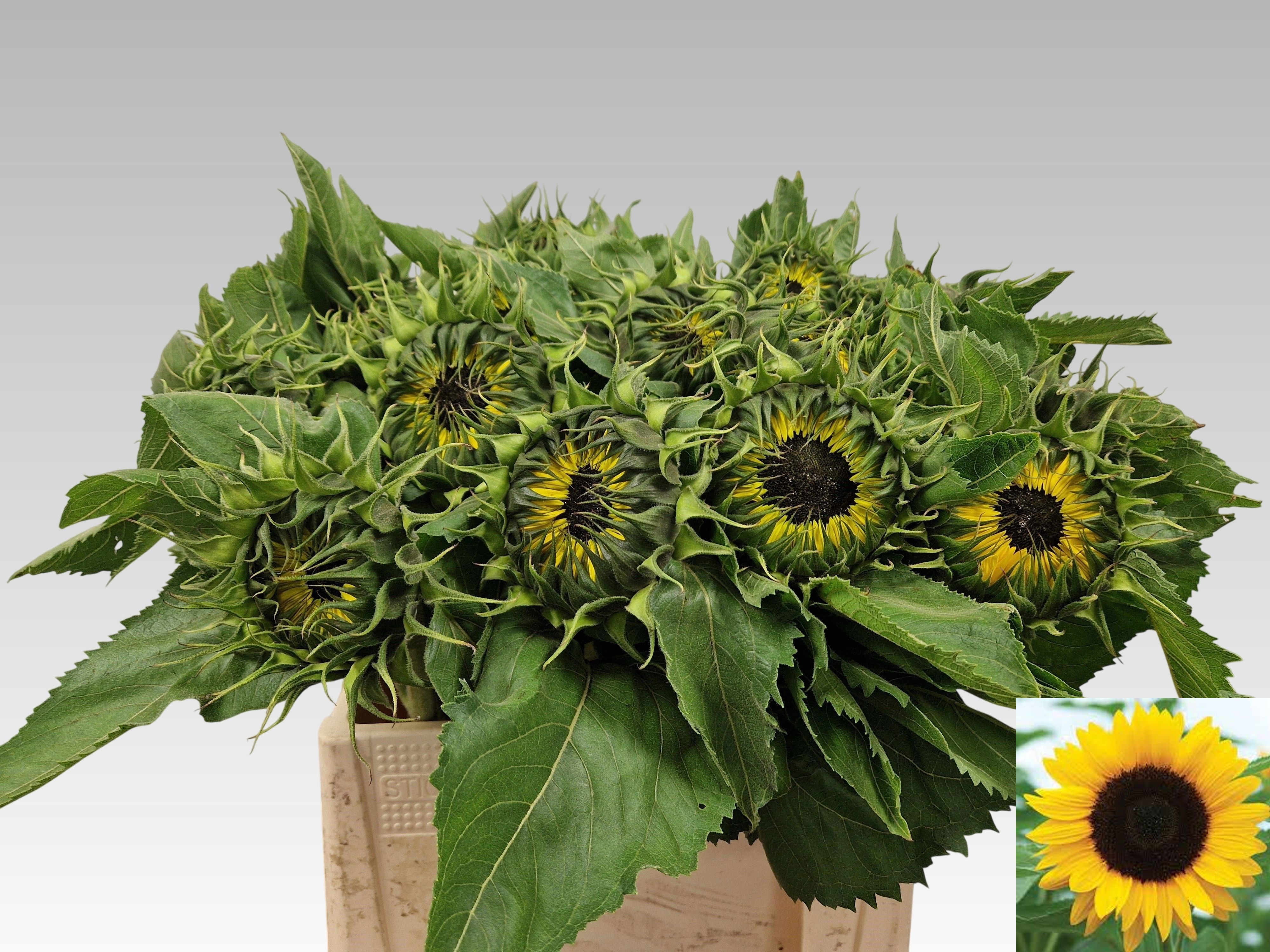 Helian An Sunrich Or