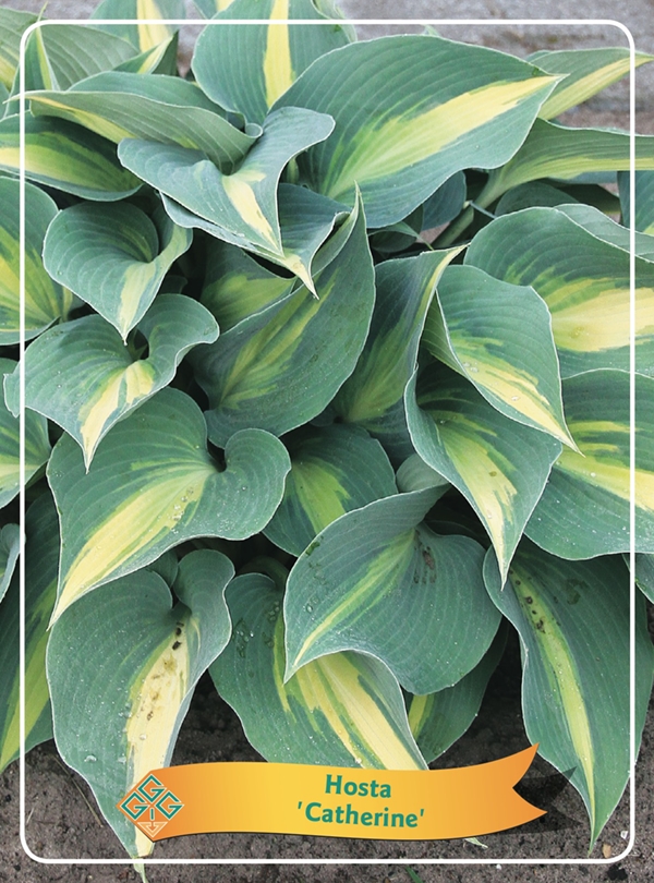 Picture of Hosta Mix 6x10 srt. per shelve P11