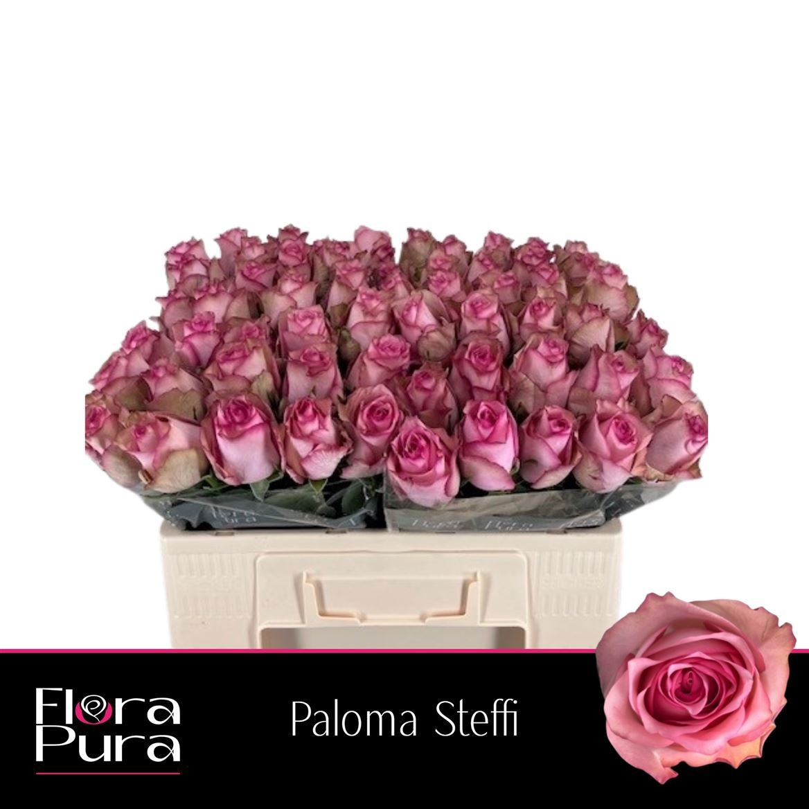 R Gr Paloma Steffi