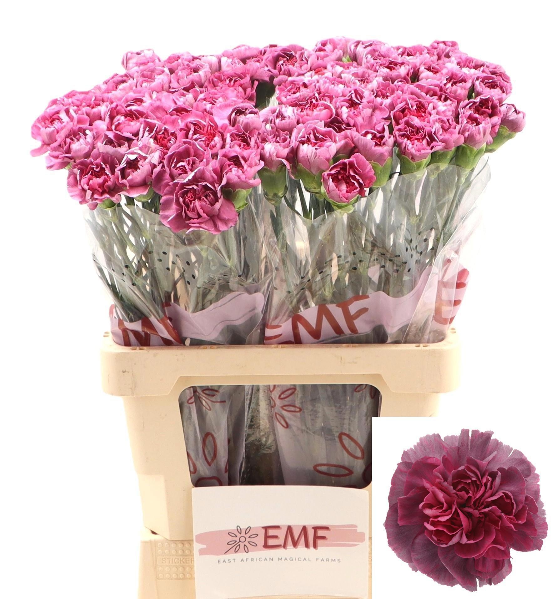 Dianthus St Hypnosis 60cm