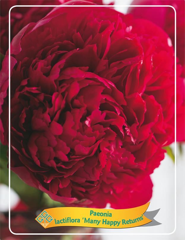 Picture of Paeonia Lactiflora Mix CC P11