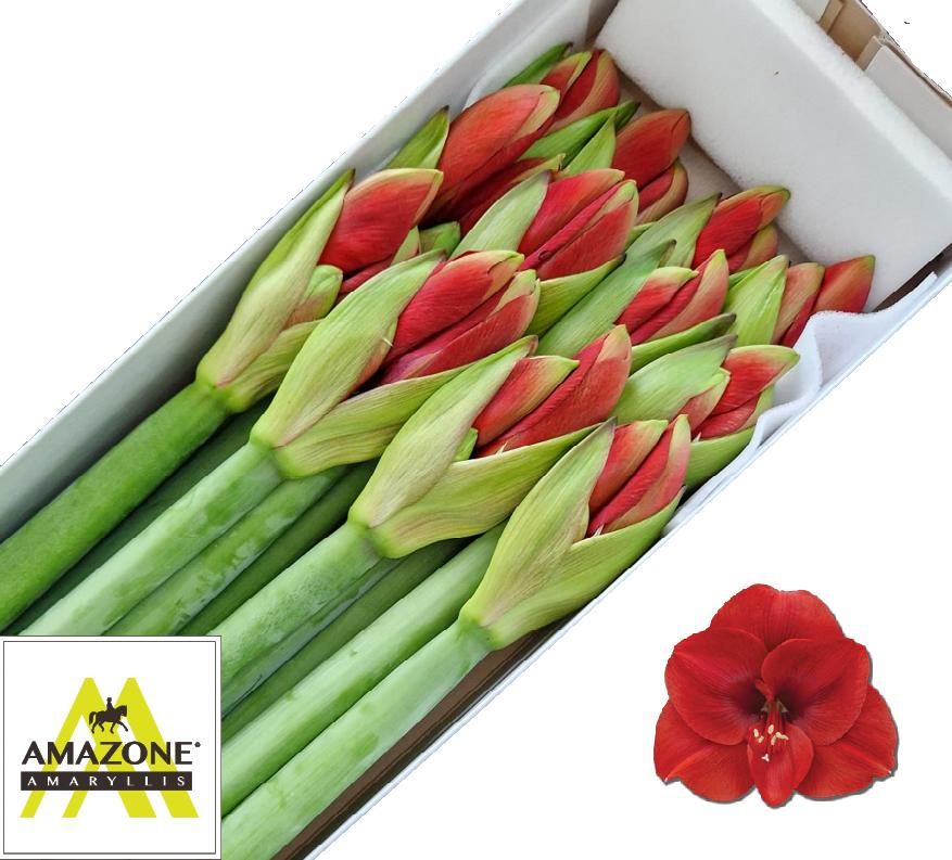 Hippeastrum Ferrari 4bl