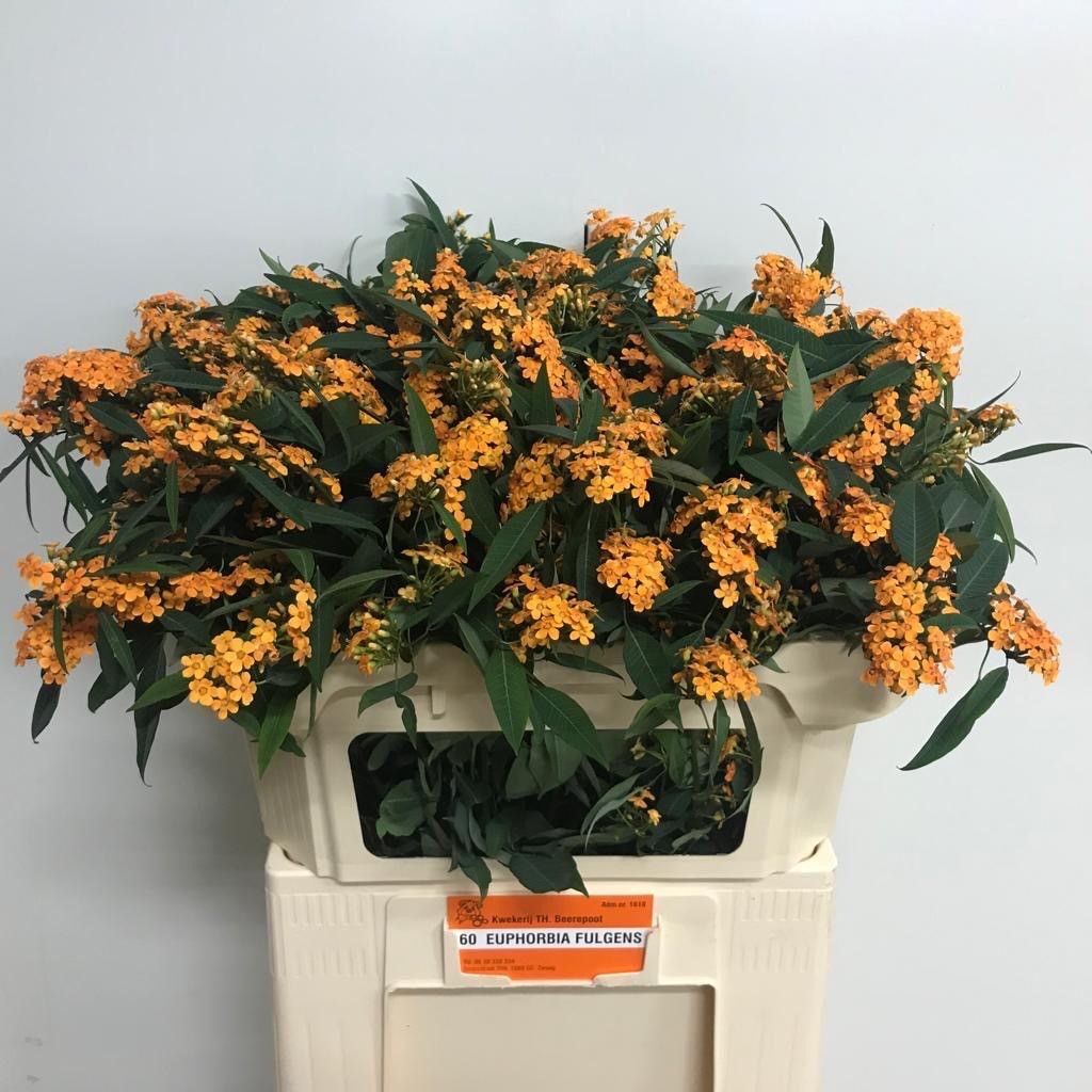 Euphorbia Spray Sunstream 70cm