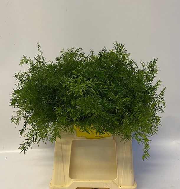 Asparagus Densifl Cwebe 40cm