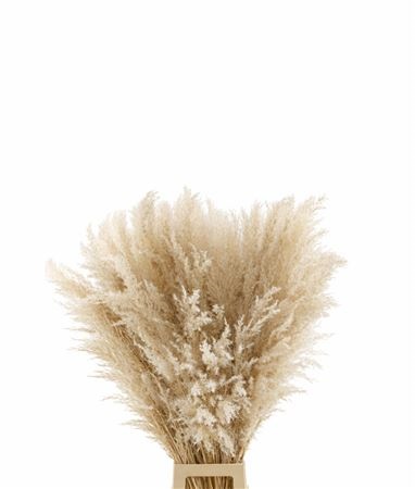 Cortaderia Ov