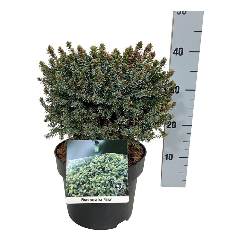 Picture of Picea omorika 'Nana'