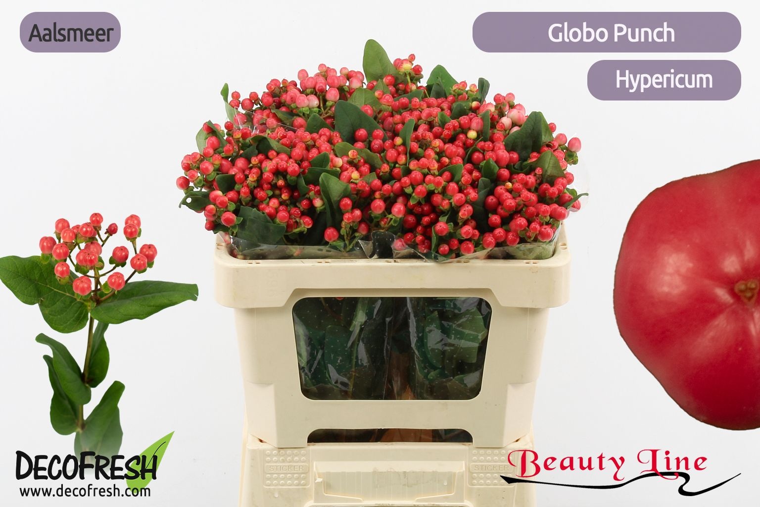 Hyp Globo Punch 50cm