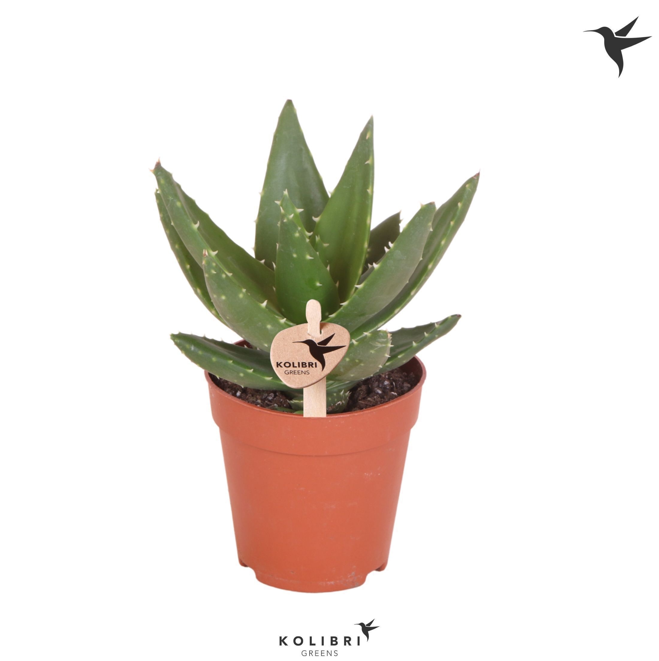 Aloe Kolibri Greens Succulenten Aloë Brevifolia