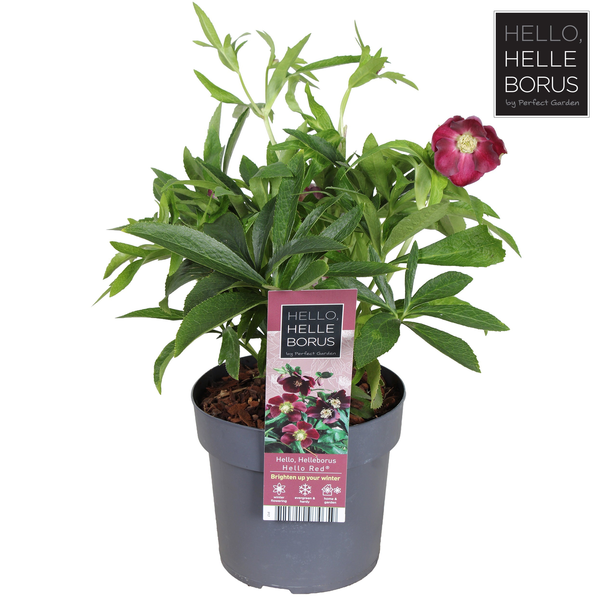 Helleborus orientalis 'Hello Red'