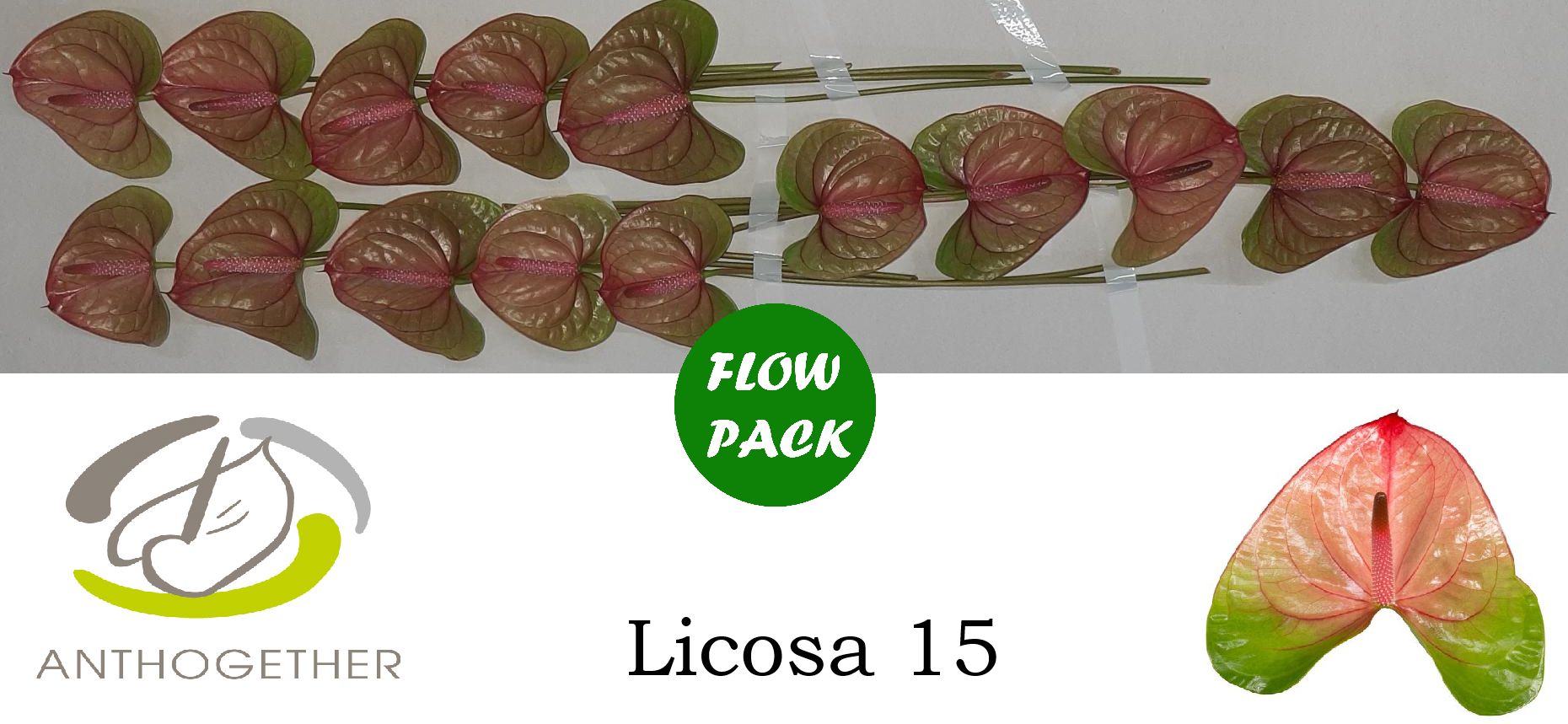 Anthurium Licosa 7Ø