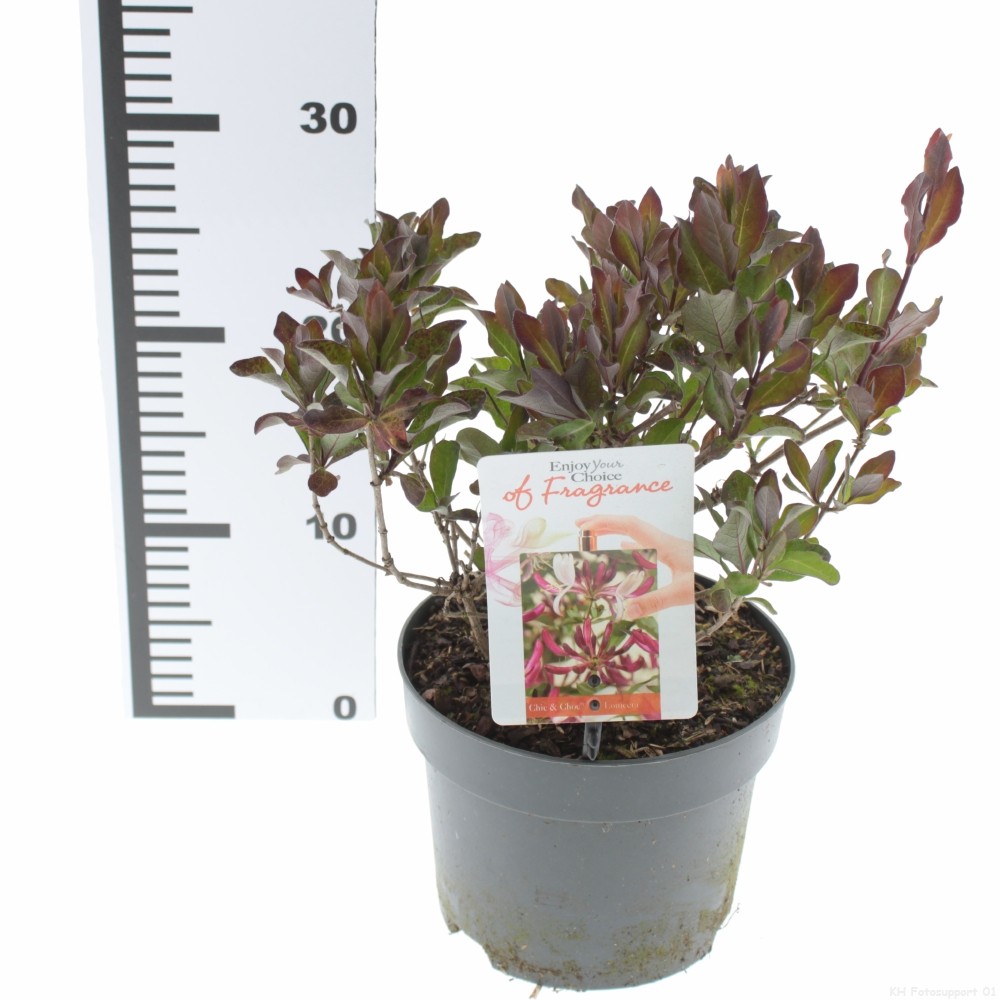 Picture of Lonicera periclymenum ‘Chic and Choc’