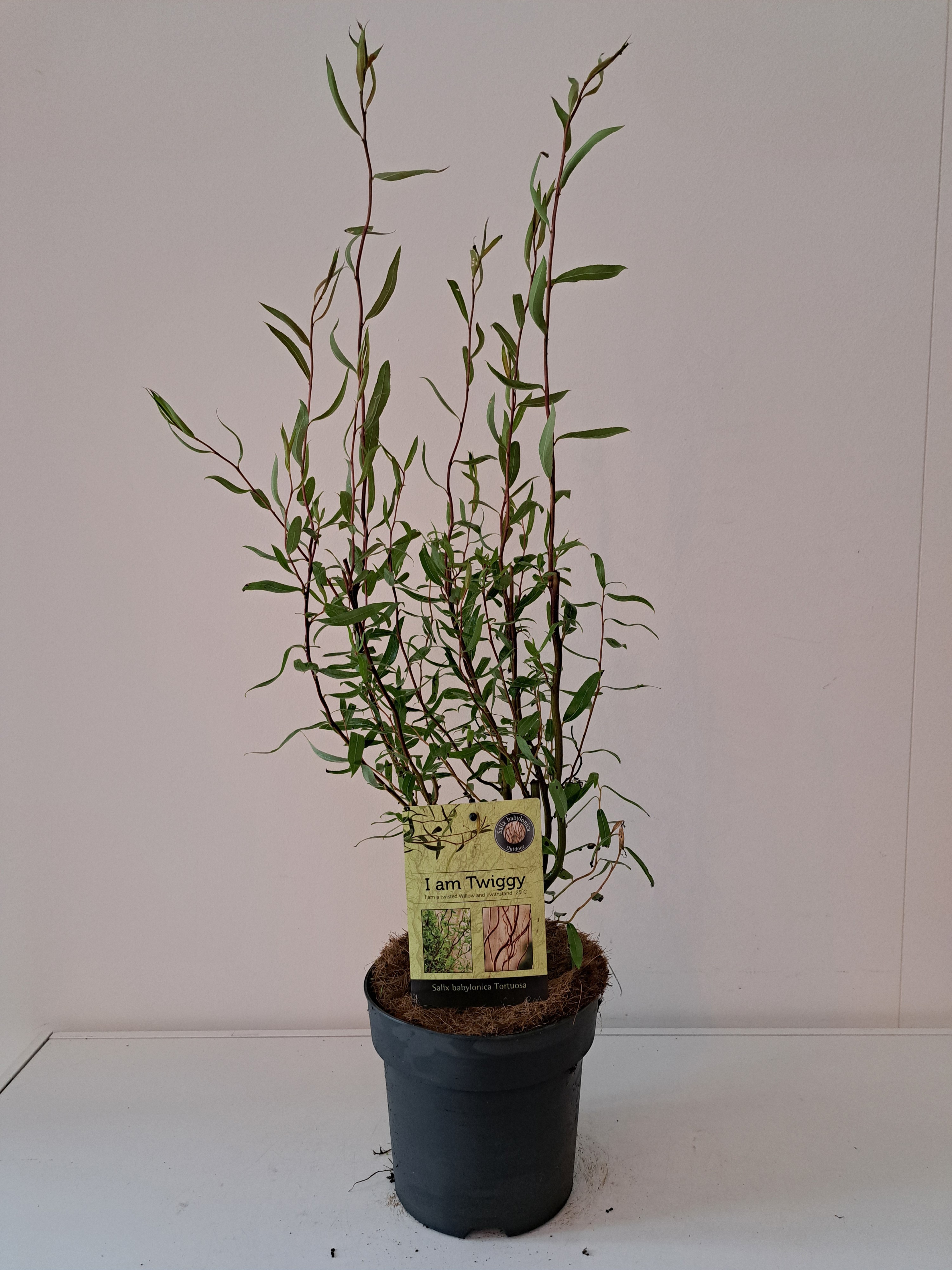 Salix babylonica 'Tortuosa' struik