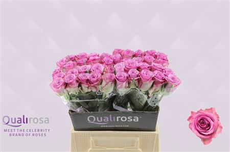 Rosa Thriller 40cm