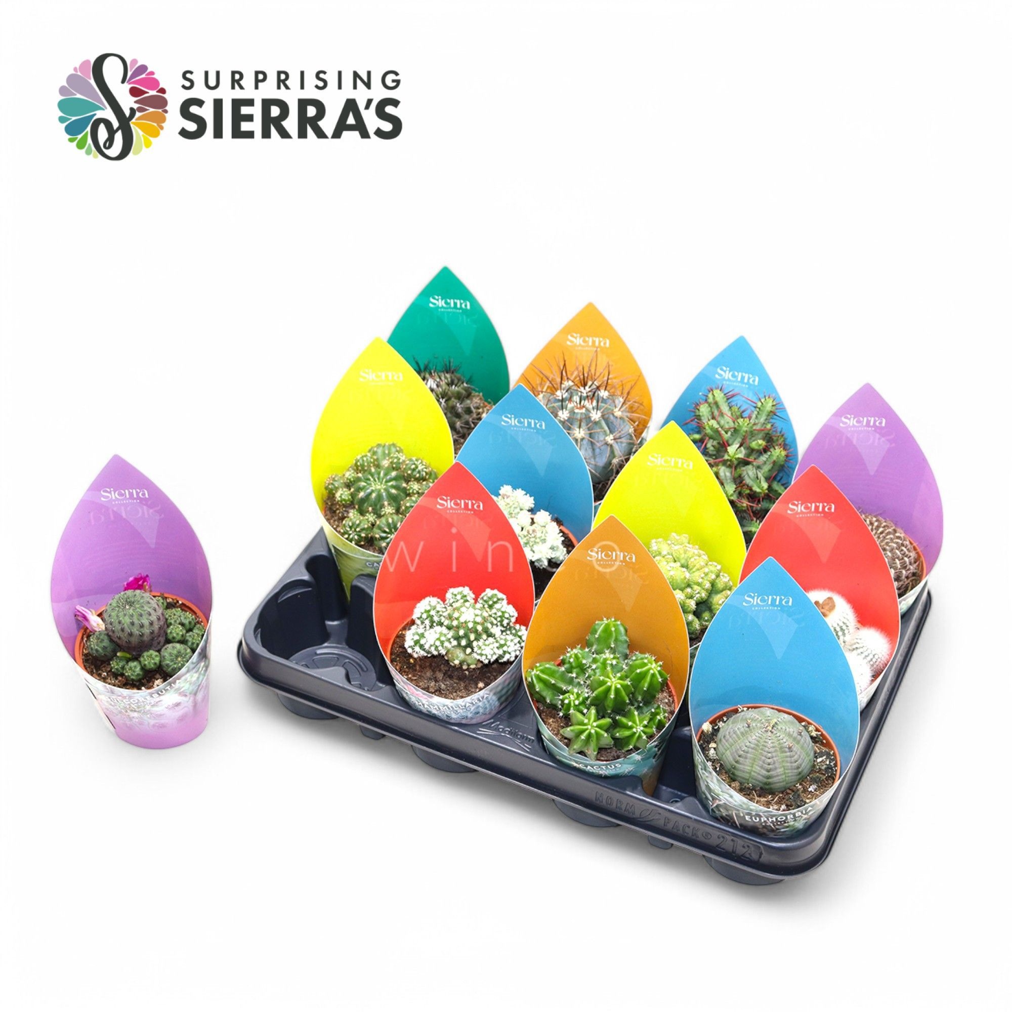 Cactus Gem 508P 18H