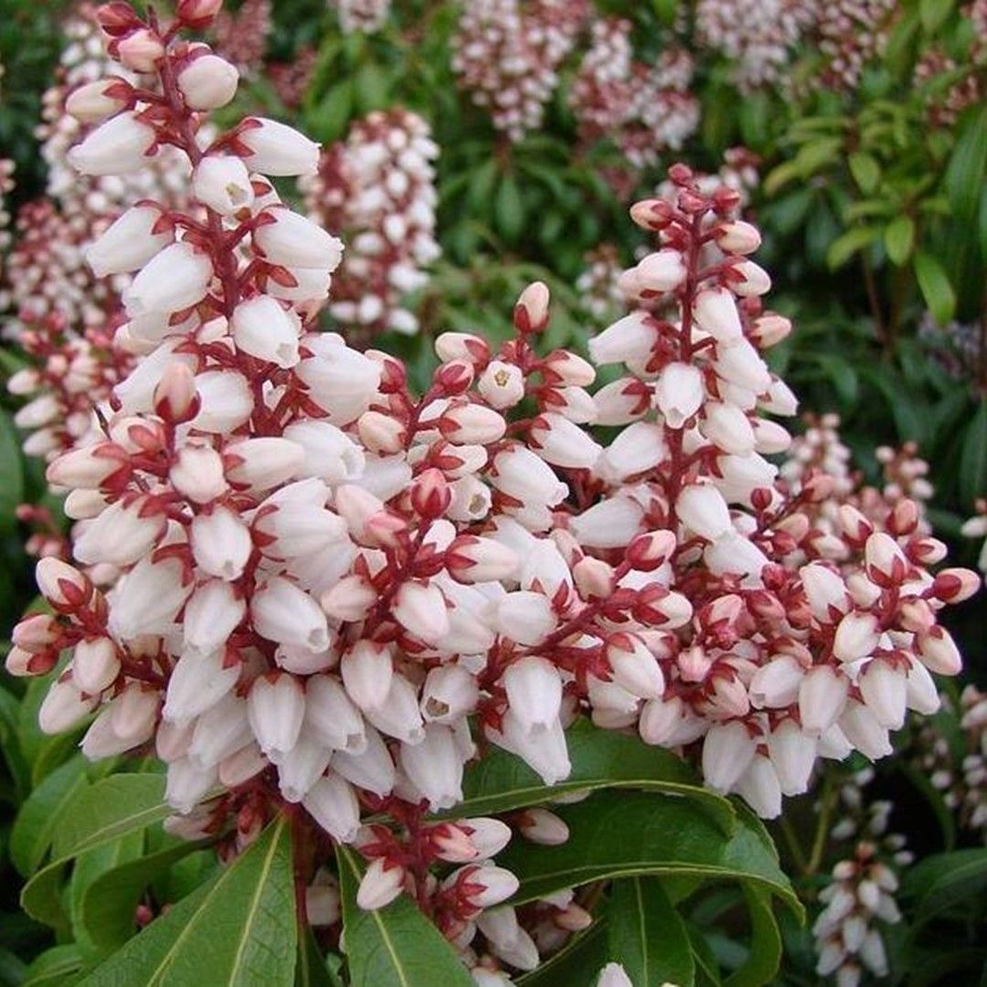 Picture of Pieris jap. 'Bonfire'