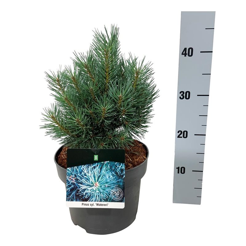 Picture of Pinus sylv. 'Watereri'