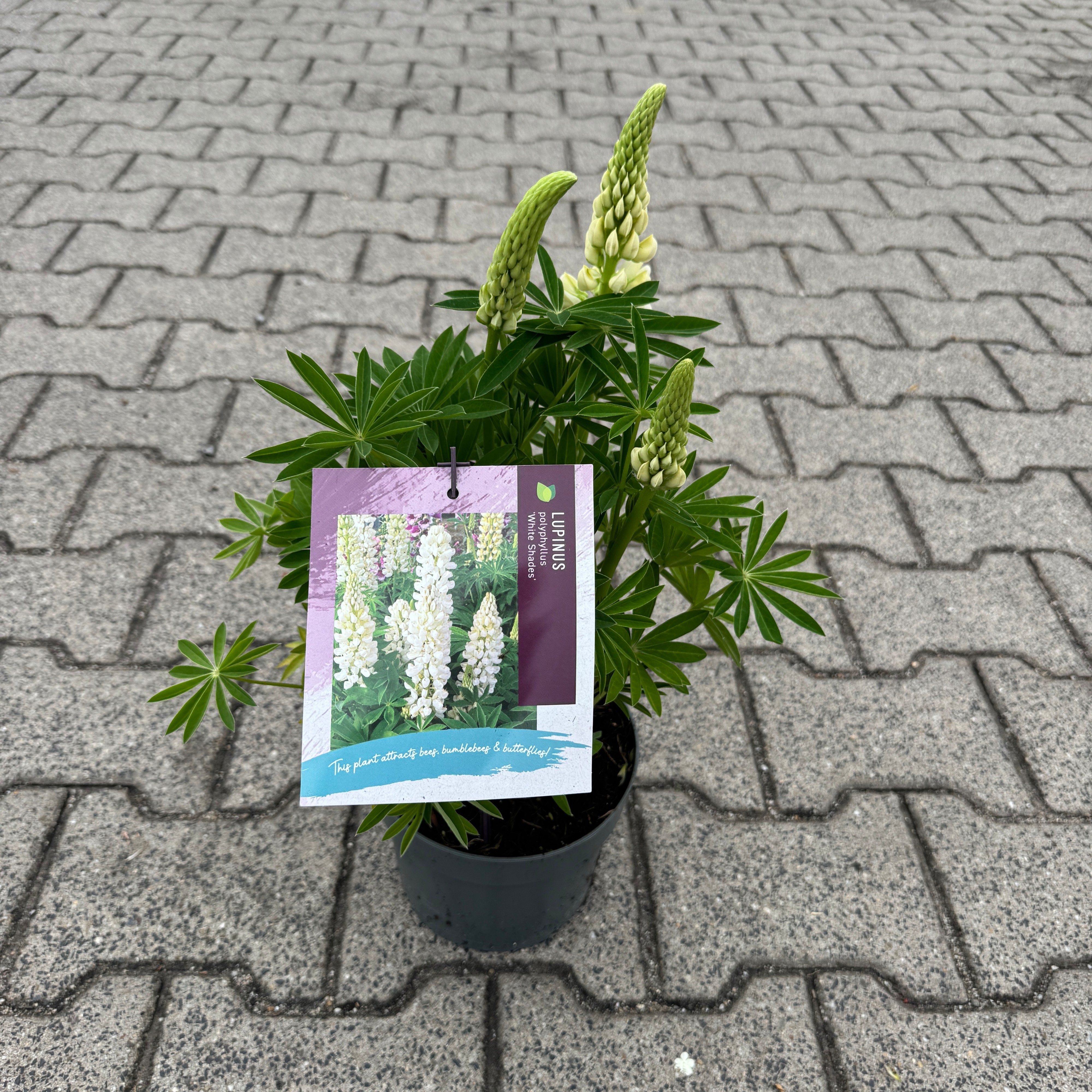 Lupinus polyphyllus 'Legendary White Shades'