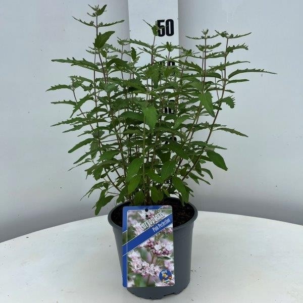 Picture of Caryopteris Pink Perfection ('Lisspin'PBR)