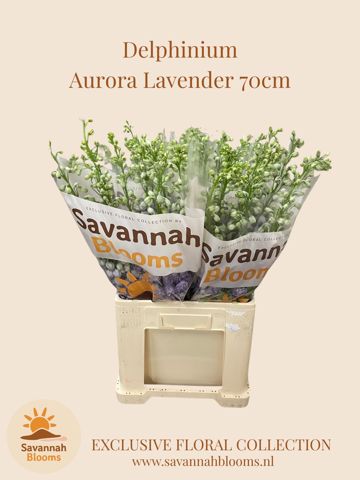 Delph Du Aurora Lave 70L.cm 23bloei