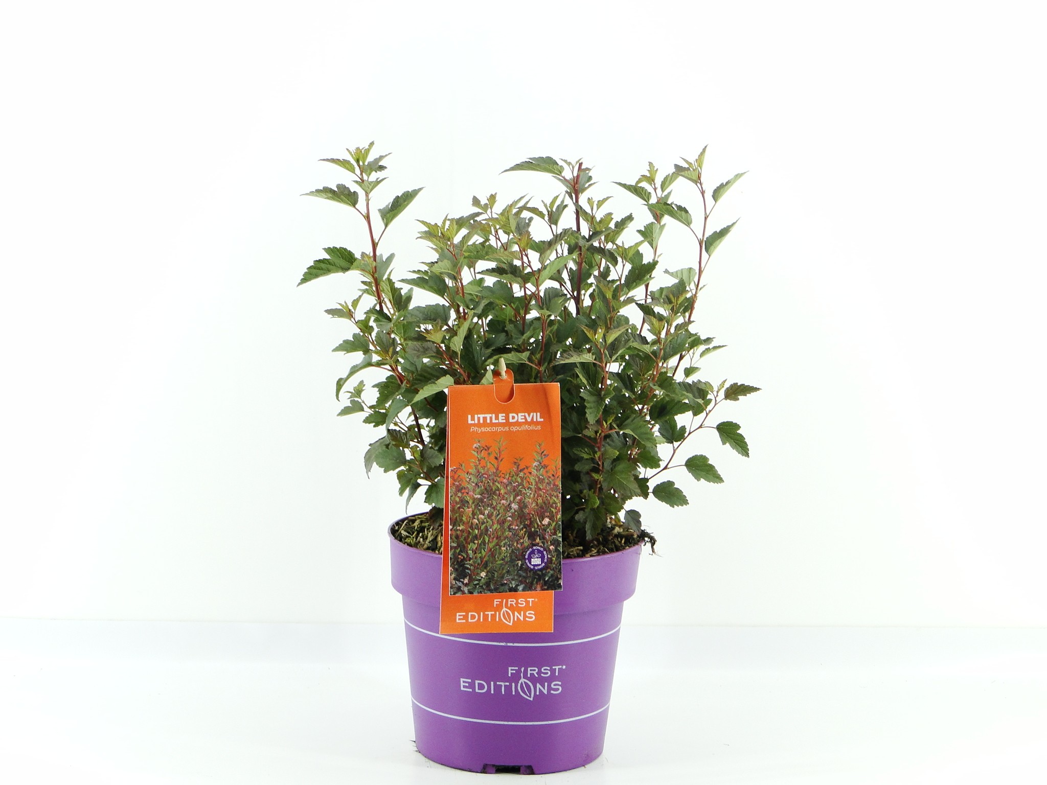 Picture of Physocarpus op. Little Devil (First Editions®)