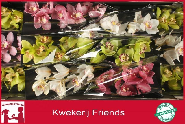 Cymbidium Asst 6bl