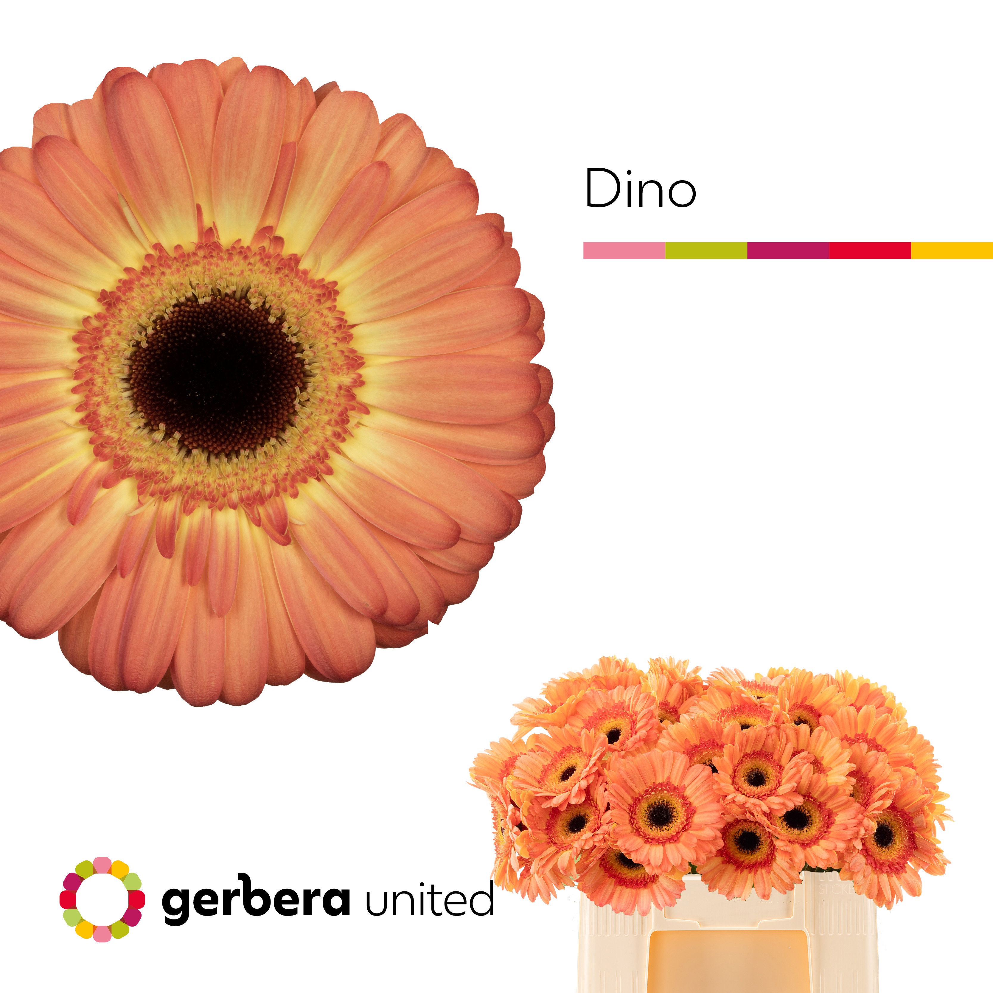 Ge Gr Dino+