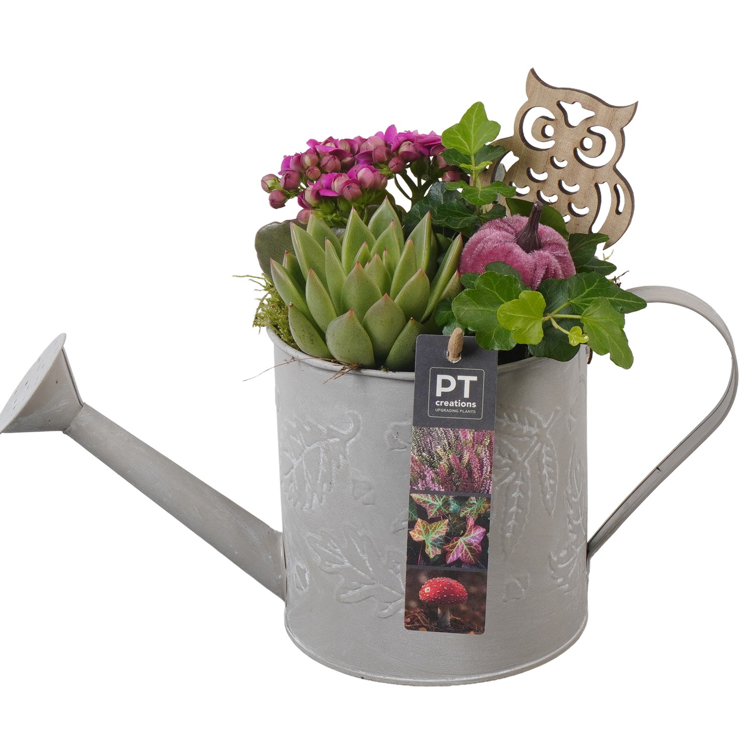 Picture of Arrangement Autumn Indoor in metal watercan PTHI7196 P13 22CM