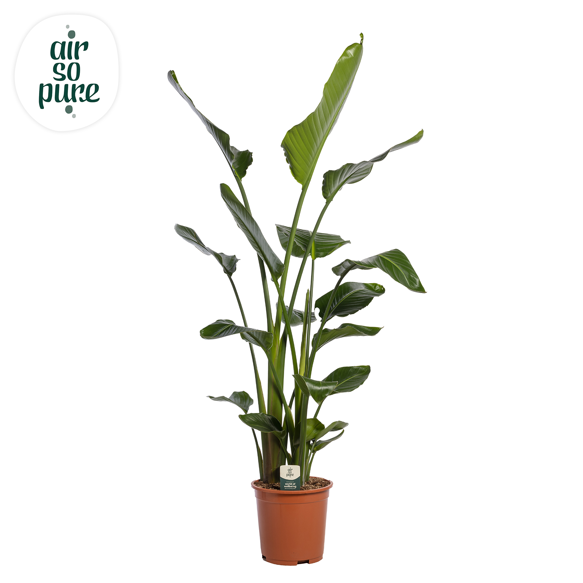 Picture of Strelitzia Nicolai (Air so Pure) P27 150CM (LOOSE)