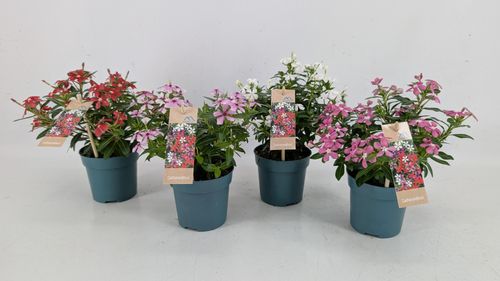 Catharanthus Soiree Mix 3-4 Kleuren Mixlaag p10.5 Montis