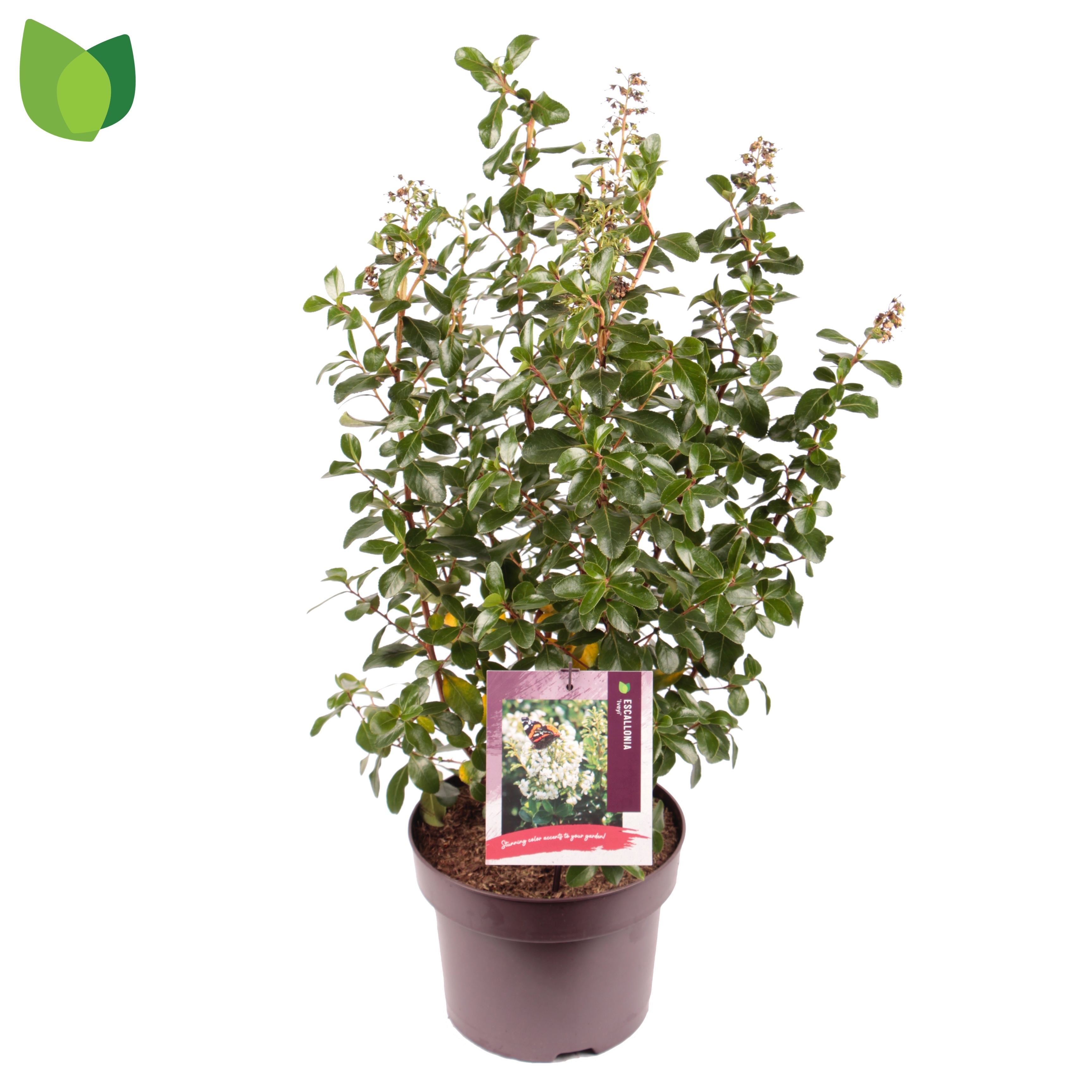 Picture of Escallonia Iveyi P23 (5 Ltr) (LOOSE)