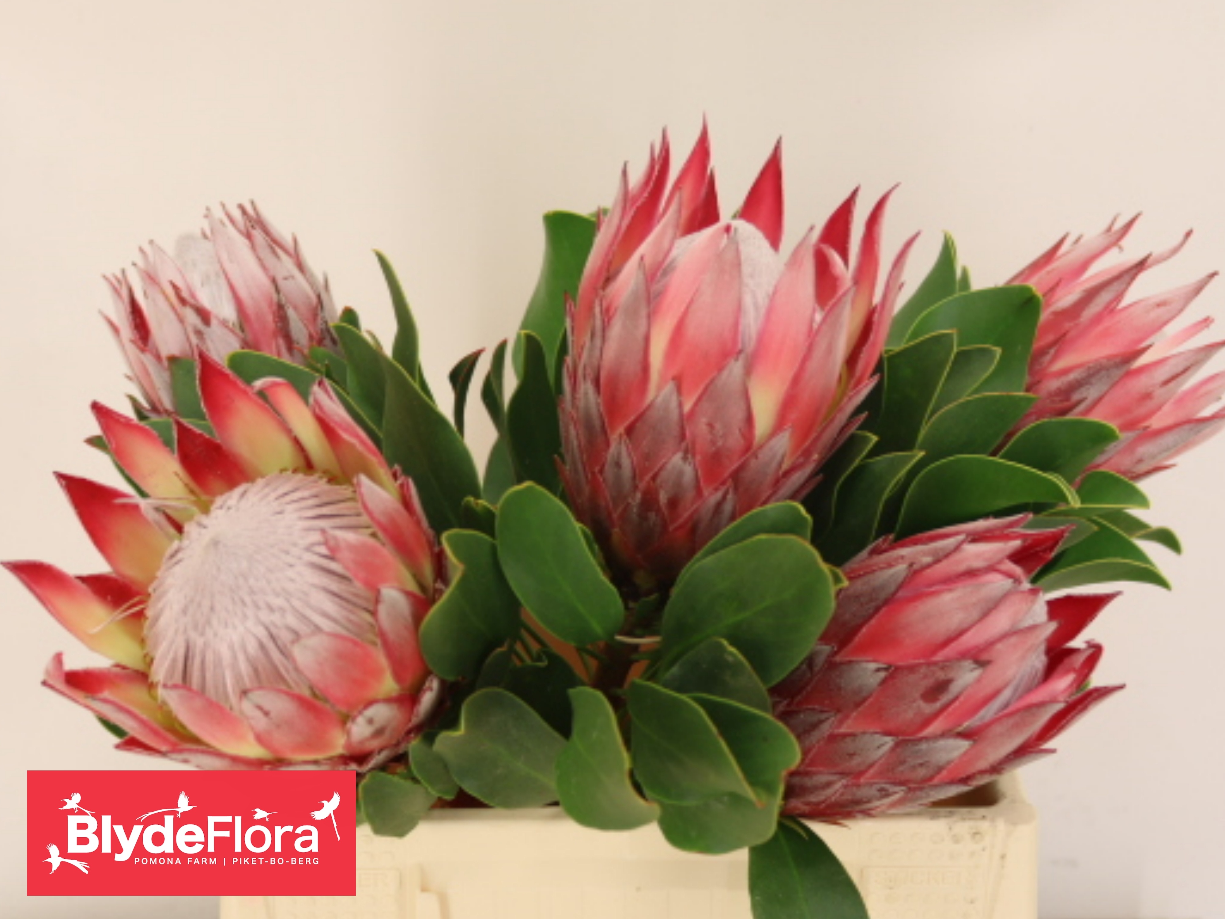 Protea Cy Clare 40cm