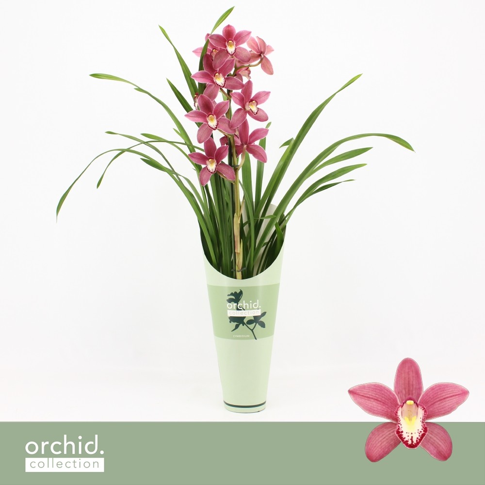 Picture of Cymbidium hybrid Pearl Flor 1-Spike Orchid Collection Potcover P12 50CM